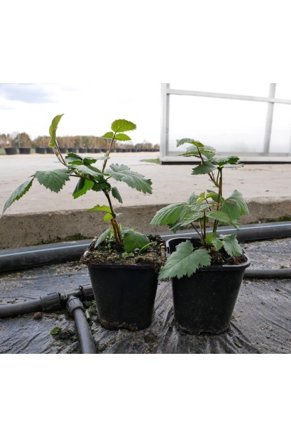 Ожина садова Понка в горщику 0,5 л